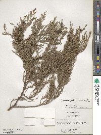 Cupressus funebris image