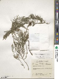 Cupressus funebris image