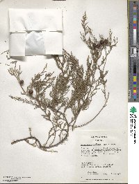 Cupressus funebris image