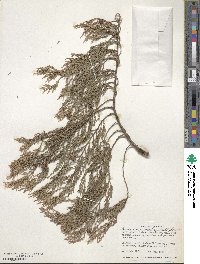 Cupressus funebris image