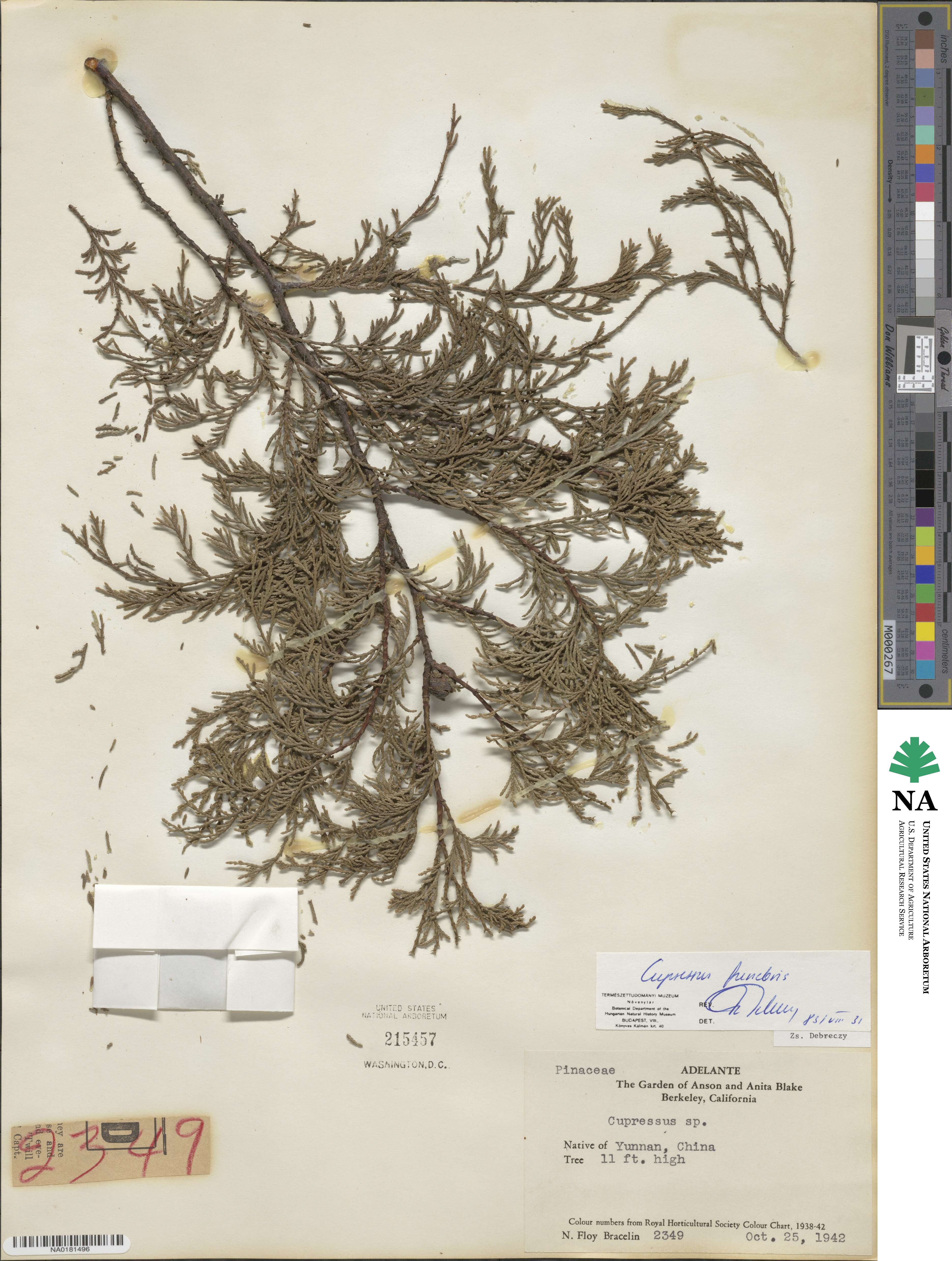 Cupressus funebris image