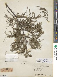 Cupressus funebris image