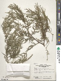 Cupressus funebris image