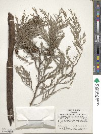 Cupressus funebris image