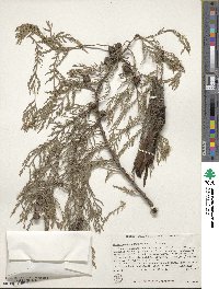 Cupressus funebris image