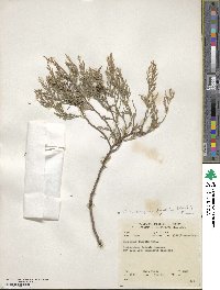 Cupressus funebris image