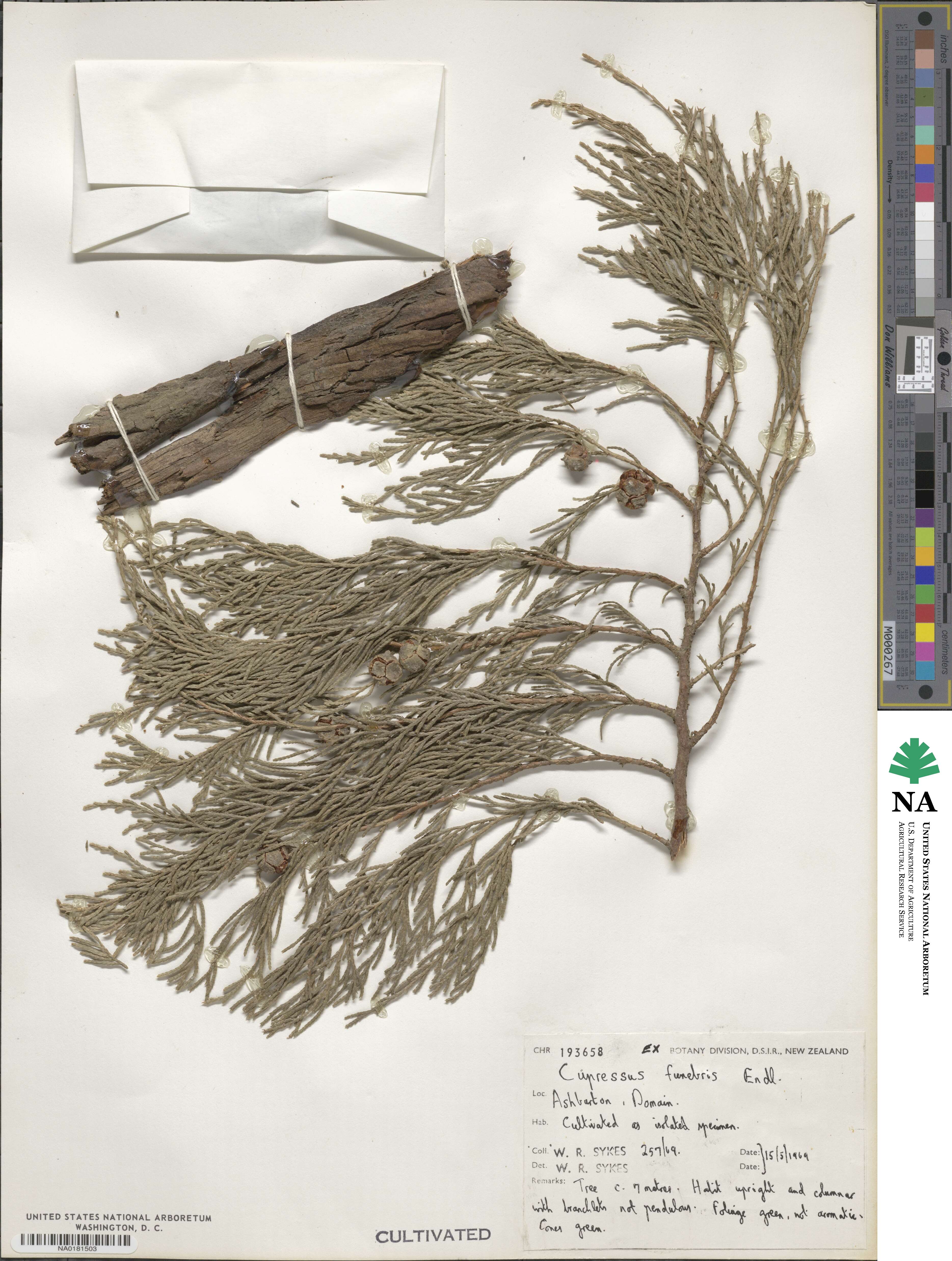 Cupressus funebris image