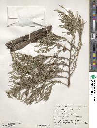 Cupressus funebris image