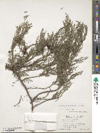 Cupressus funebris image