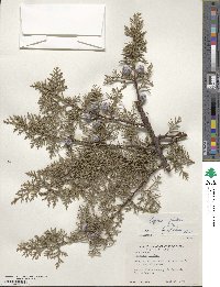 Cupressus arizonica var. glabra image