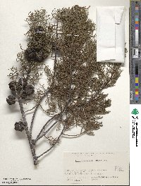 Cupressus arizonica var. glabra image