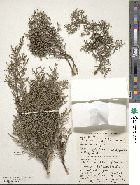 Cupressus arizonica image