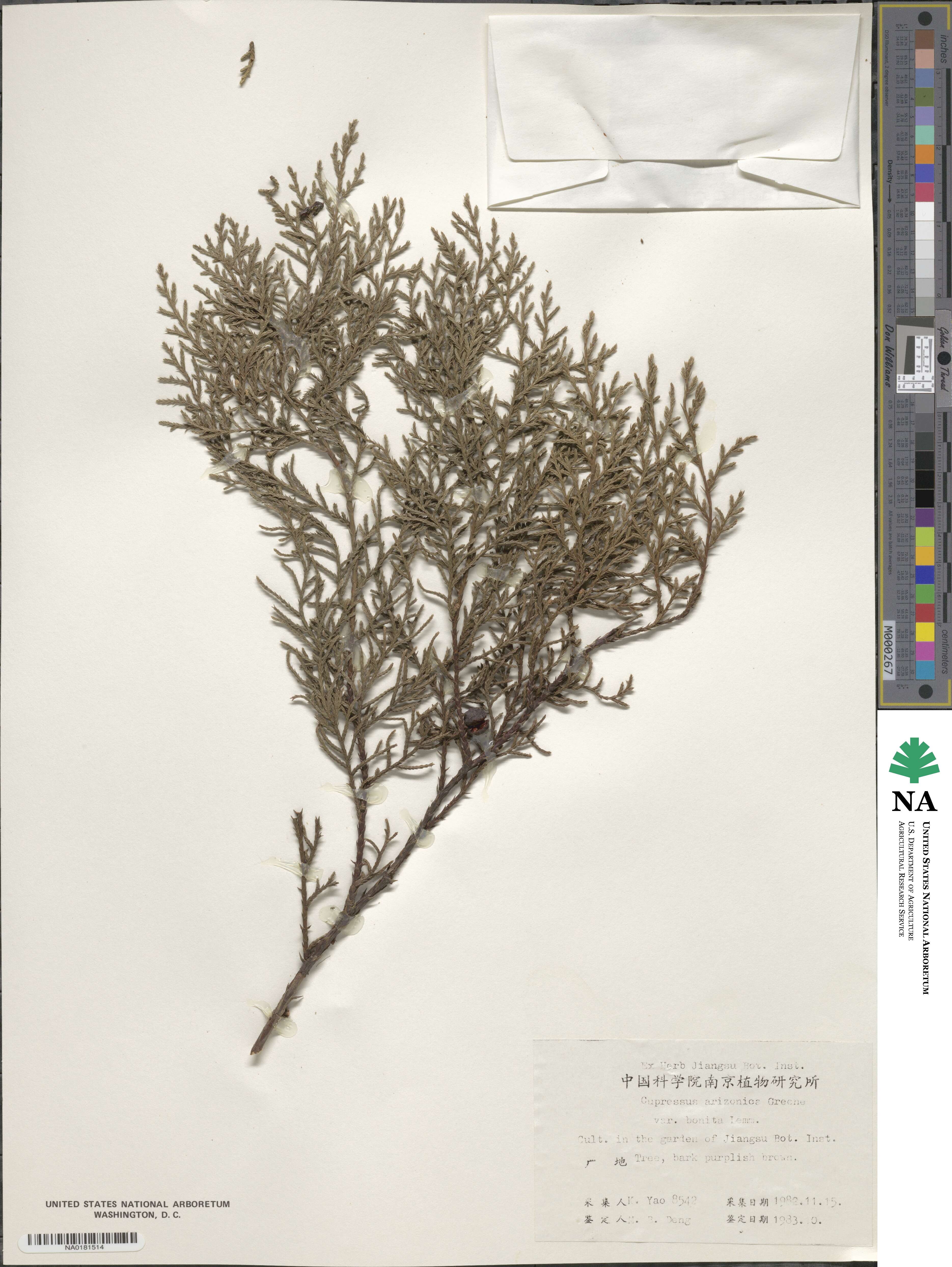 Cupressus arizonica var. glabra image