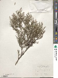 Cupressus arizonica image