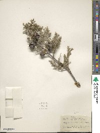 Cupressus arizonica var. glabra image