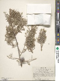 Cupressus arizonica var. glabra image