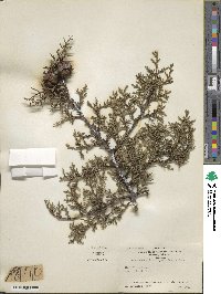 Cupressus arizonica image