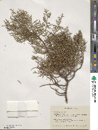 Cupressus lusitanica image