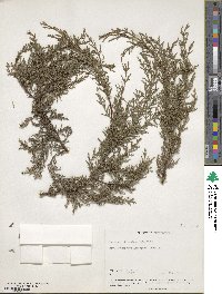 Cupressus goveniana subsp. abramsiana image