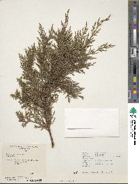 Cupressus goveniana subsp. abramsiana image