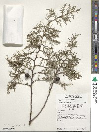 Cupressus lusitanica image