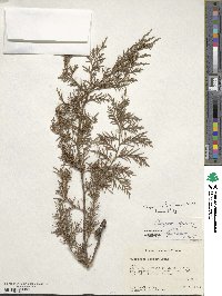 Cupressus lusitanica image