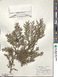 Cupressus lusitanica image