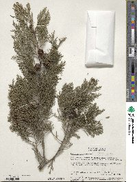 Cupressus lusitanica image