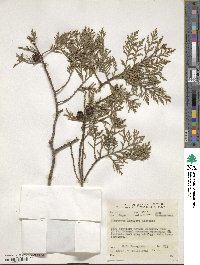 Cupressus lusitanica image