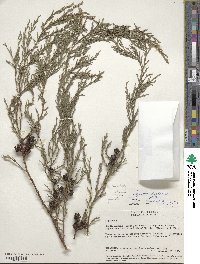 Cupressus lusitanica image