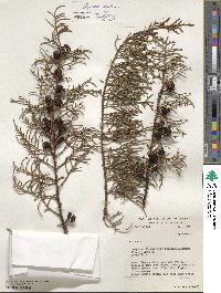 Cupressus lusitanica image