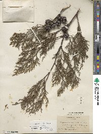 Cupressus lusitanica image