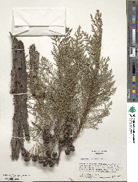 Cupressus lusitanica image