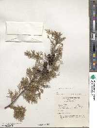 Cupressus lusitanica image