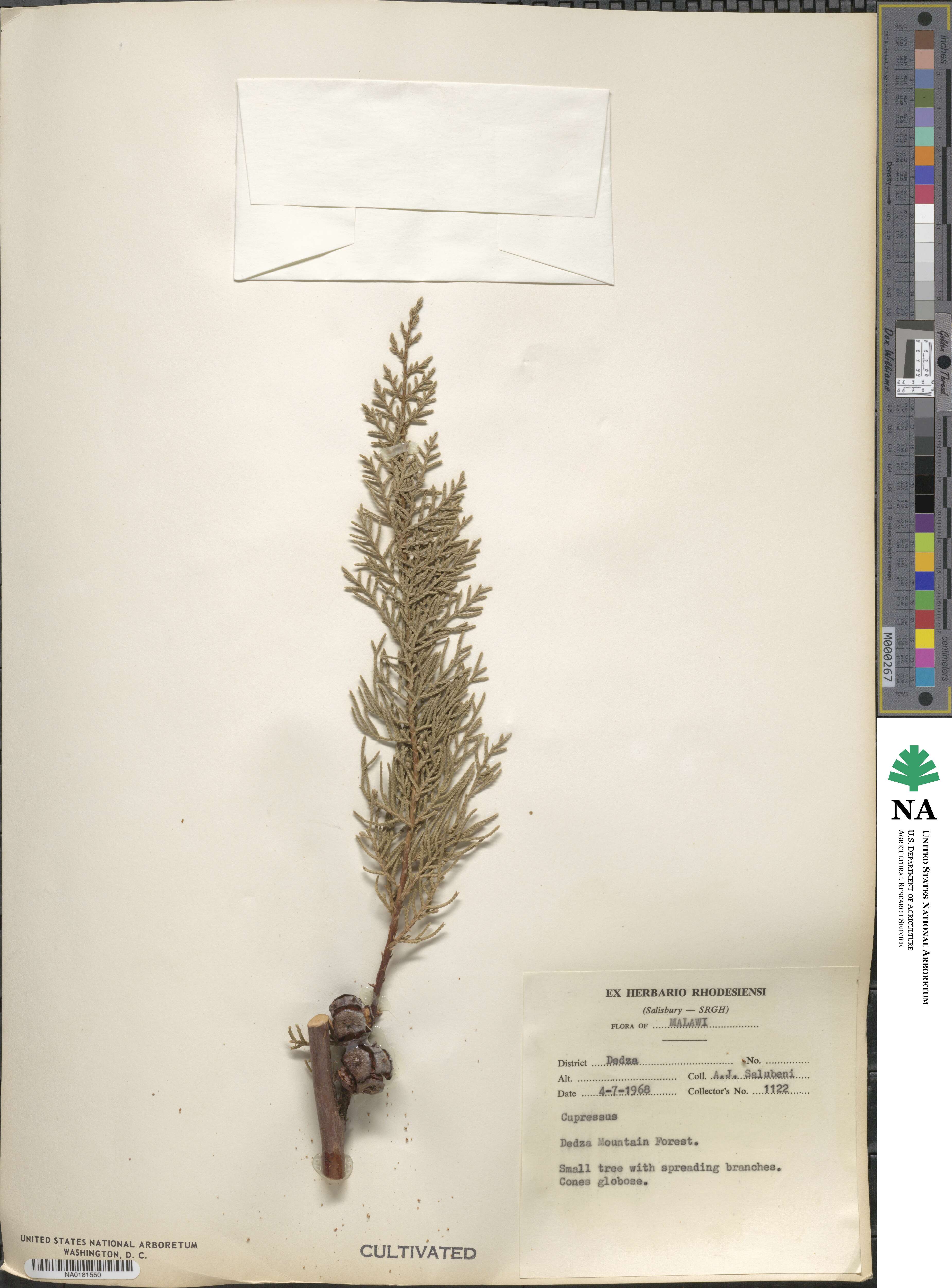 Cupressus lusitanica image