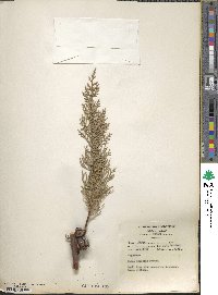 Cupressus lusitanica image