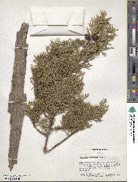 Cupressus lusitanica image