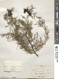 Cupressus lusitanica image