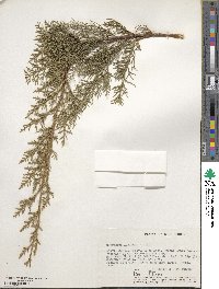 Cupressus lusitanica image