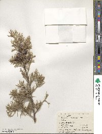 Cupressus lusitanica image