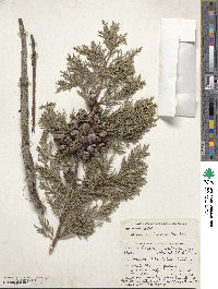 Cupressus lusitanica image