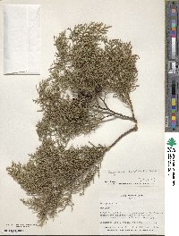 Cupressus lusitanica image