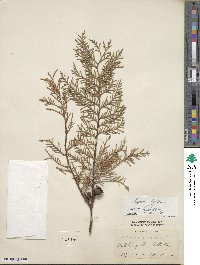 Cupressus lusitanica image