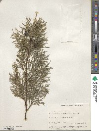 Cupressus lusitanica image