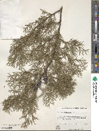 Cupressus lusitanica image