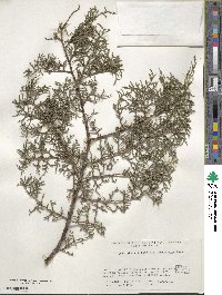 Cupressus macnabiana image