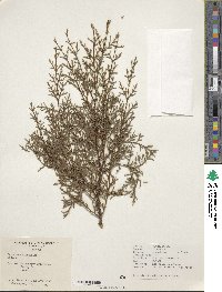 Cupressus macnabiana image