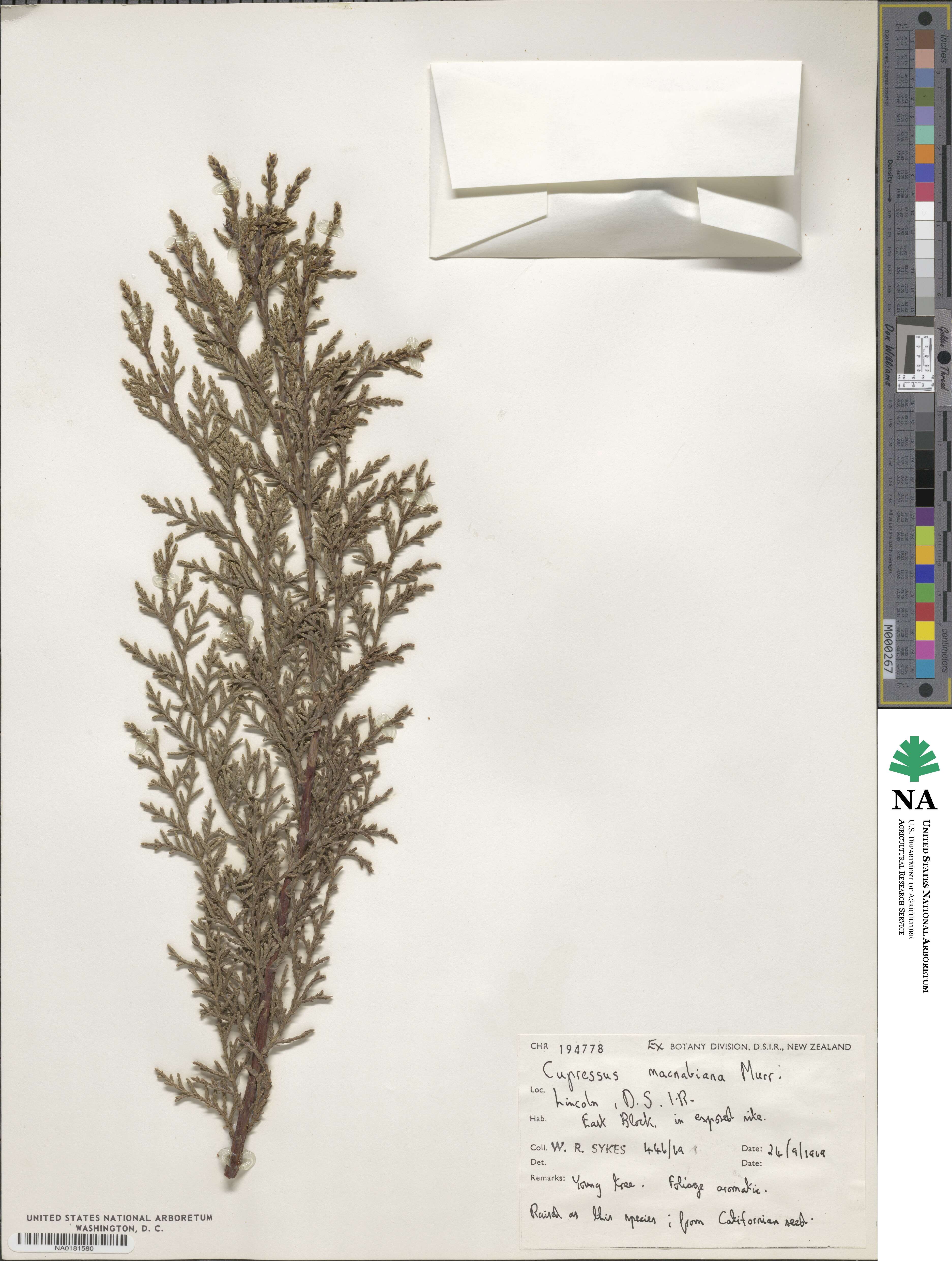 Cupressus macnabiana image