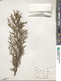 Cupressus macnabiana image