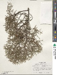 Cupressus arizonica image